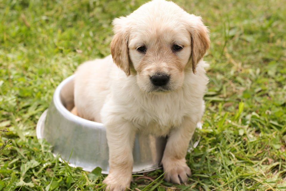 Puppy 57e2d54442 1920