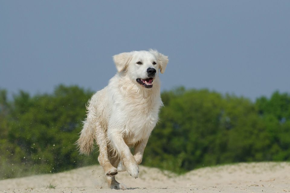 Golden retriever 672838 1920