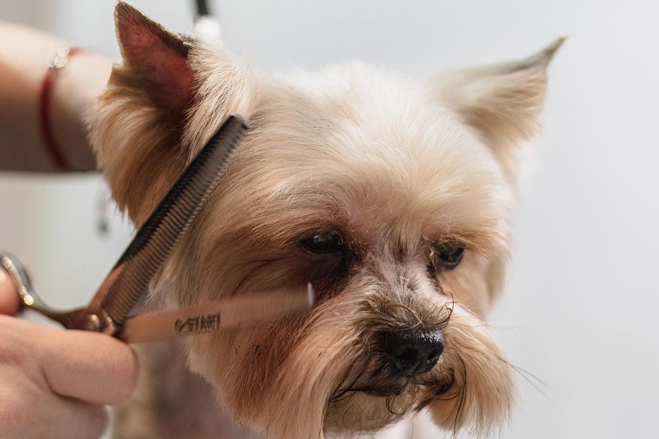 Dog Shear Sharpening | Scissor Doctor