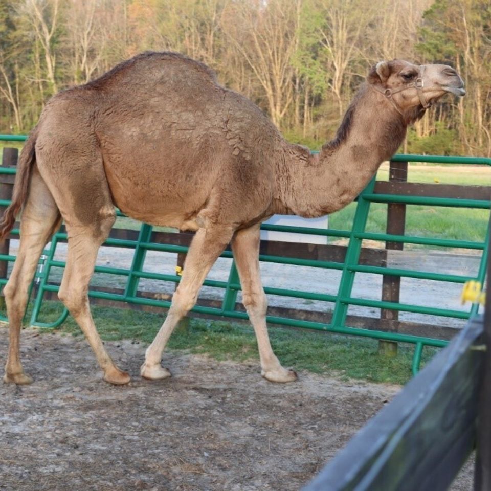 Abdul the camel 2
