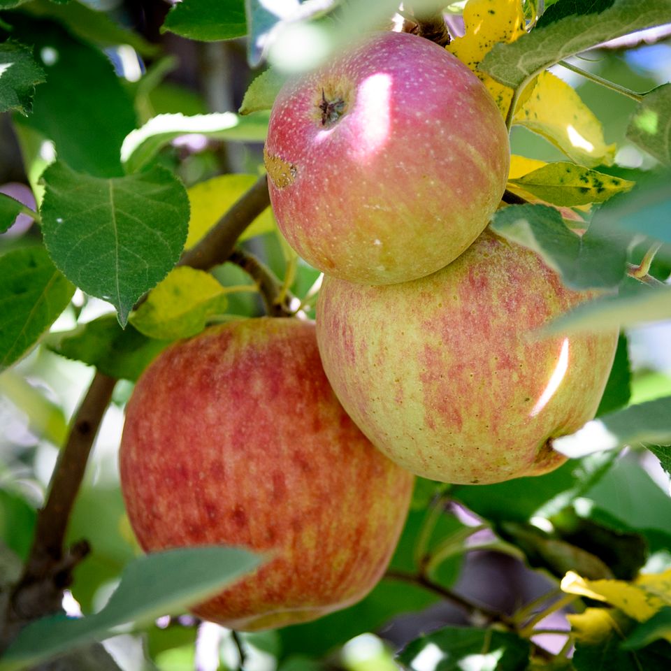 062 moskowphoto©2024