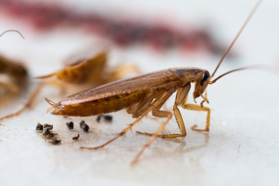 German cockroach prestige pest solutions