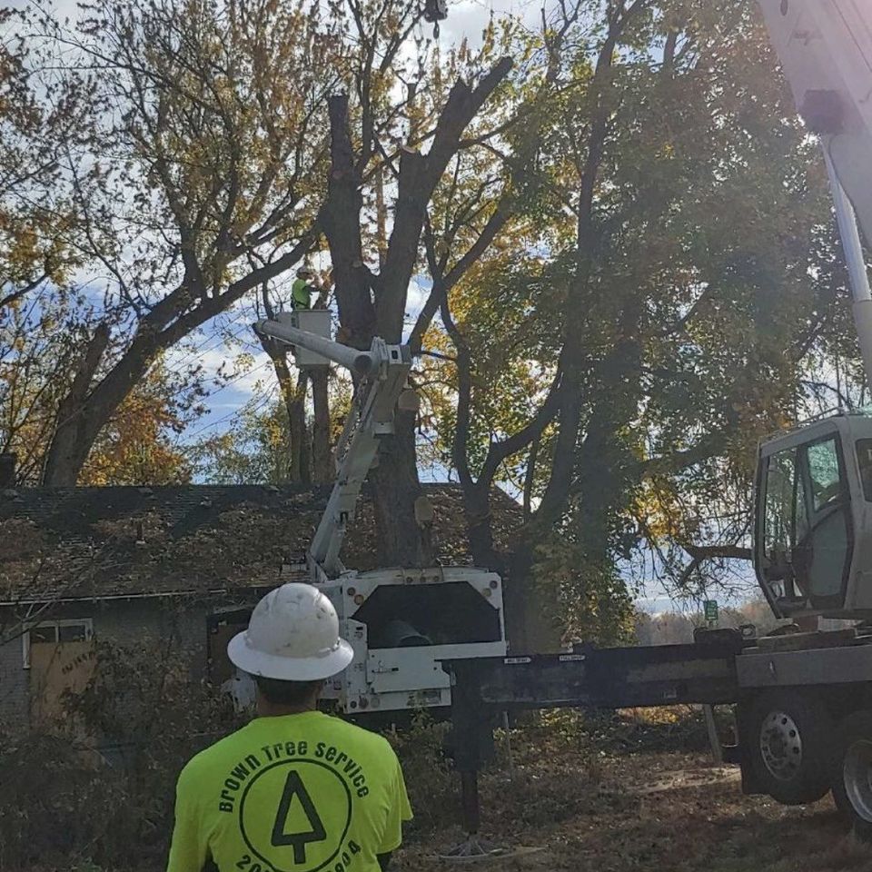 Tree uproot