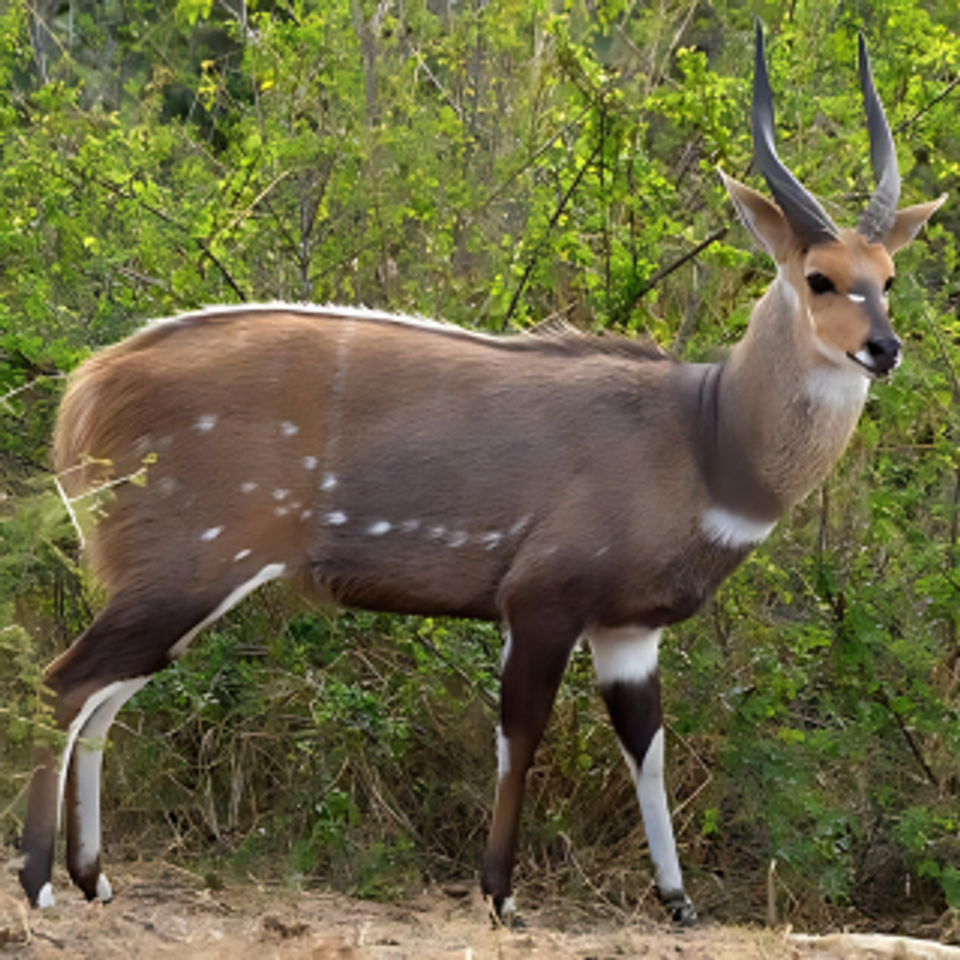 Bushbuck   cape or limpopo