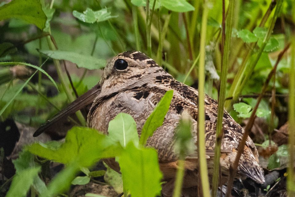 American woodock, popular game among upland bird hunters