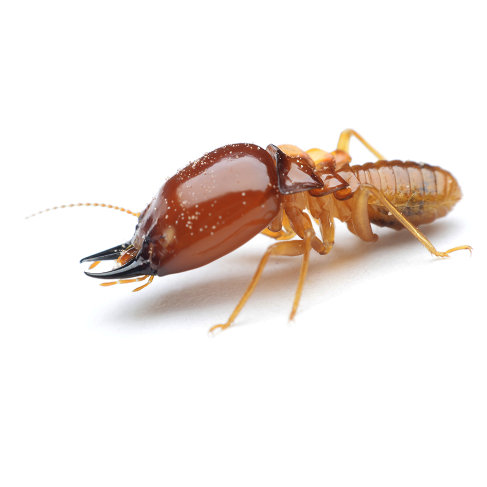 Termites20180226 23643 ddoty3