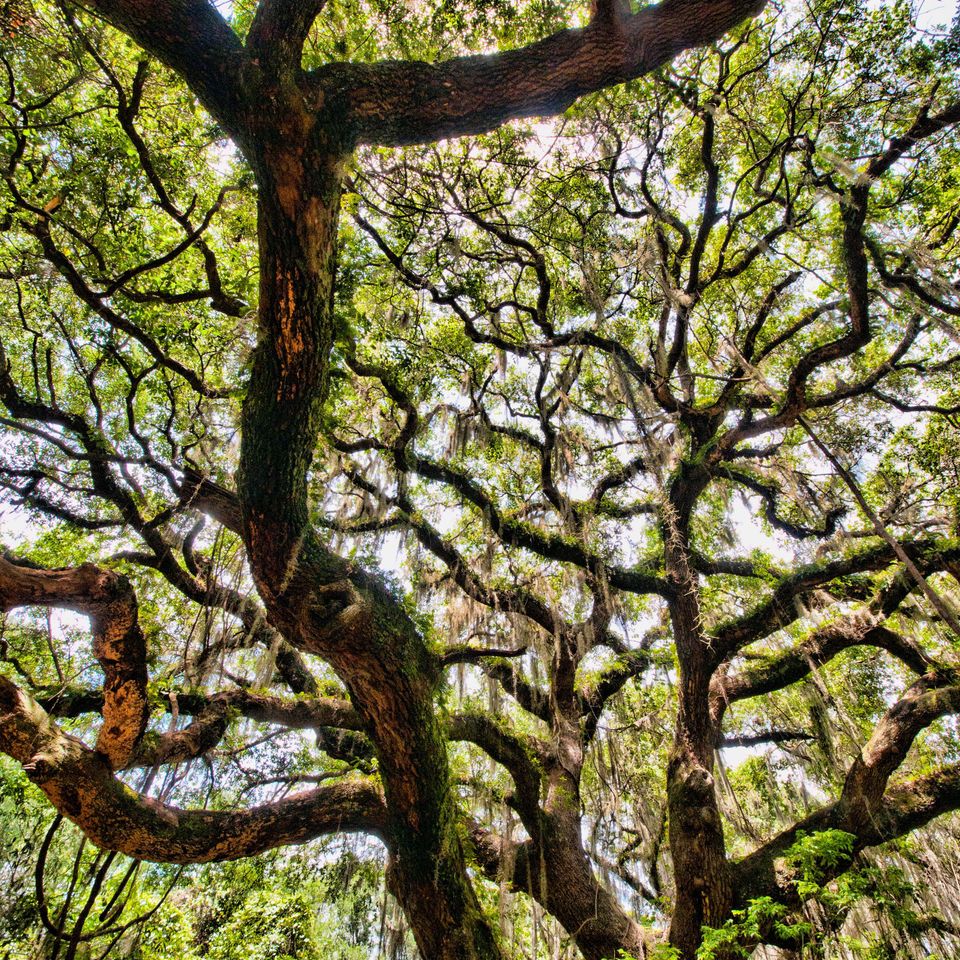 Rc southern oak 2