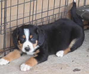 Blizzard blue collar boy 21523 bs
