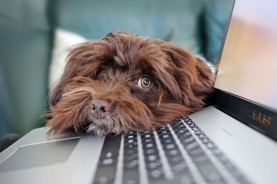 Cliffrose Life Partners | Dog resting on a laptop looking for help
