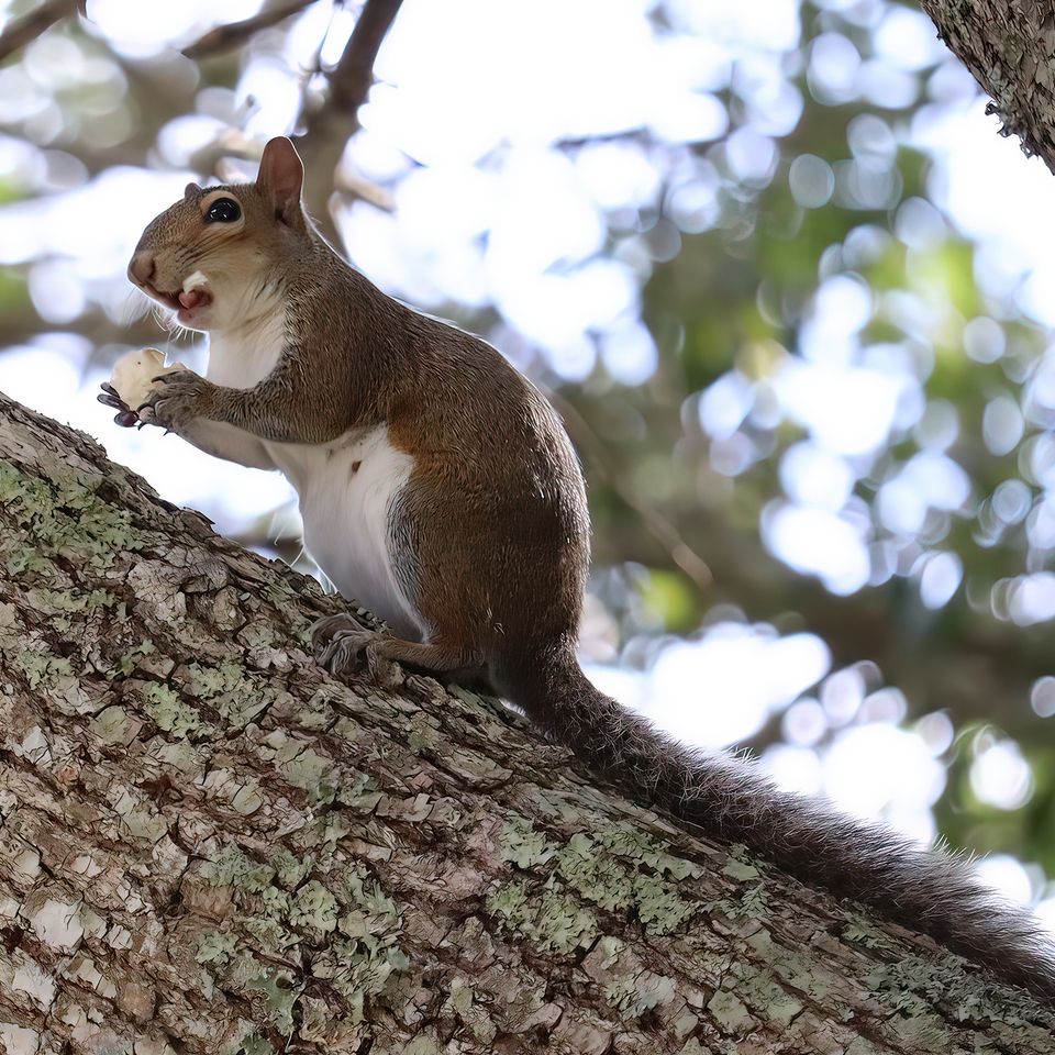 Slobbering squirrel copy