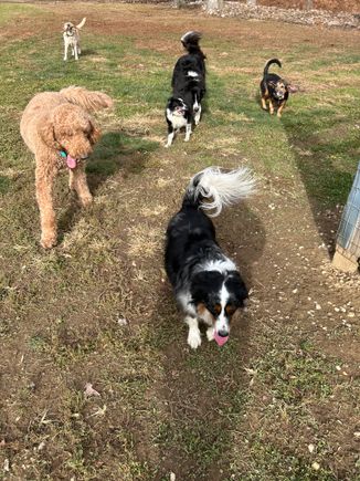 Many dogs