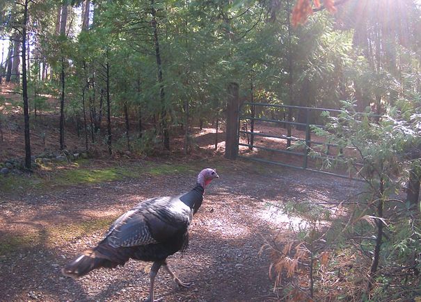 Turkey1