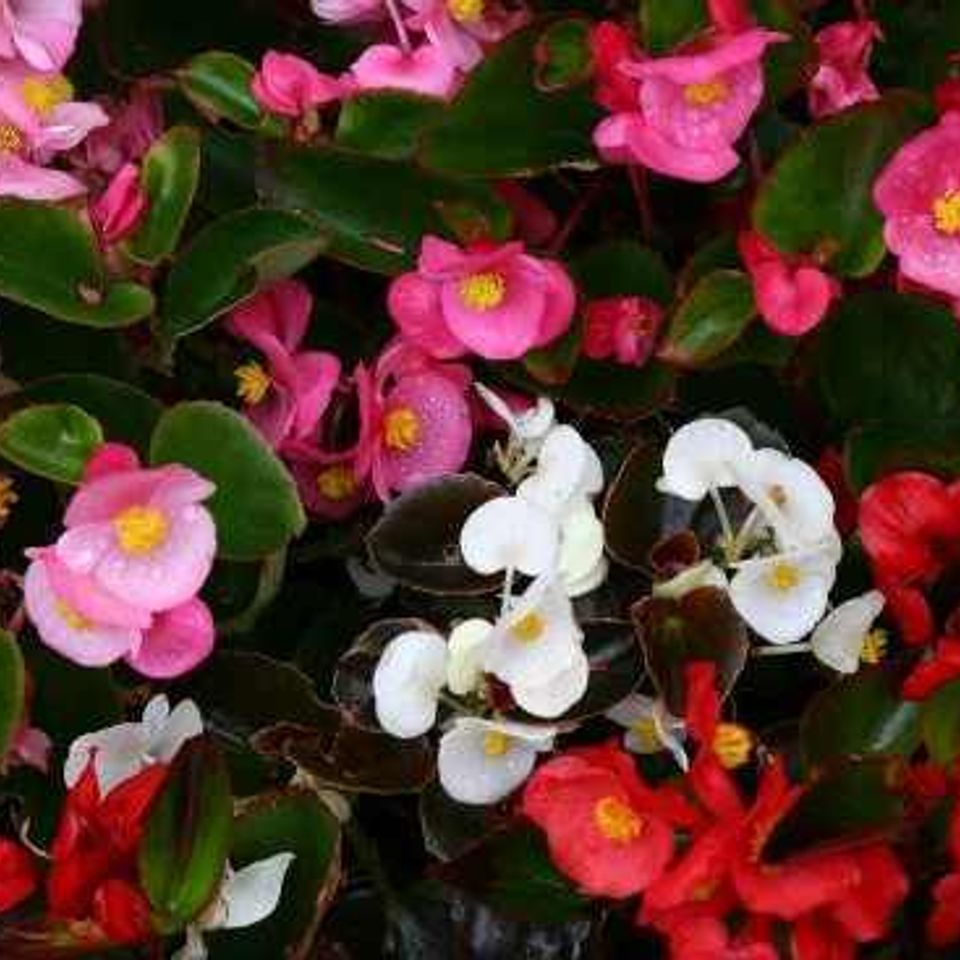 Begonia 009 540x36720160128 32214 1yrjve9