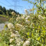 Meadowsweet spirea 800x800 1
