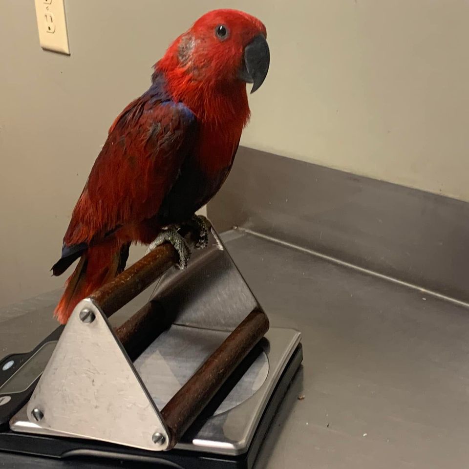 Eclectus parrot