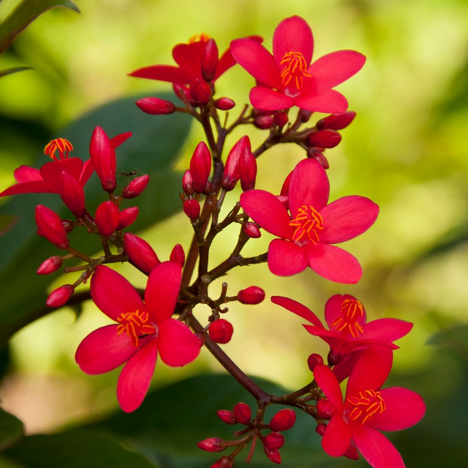 Rc red flowers 8