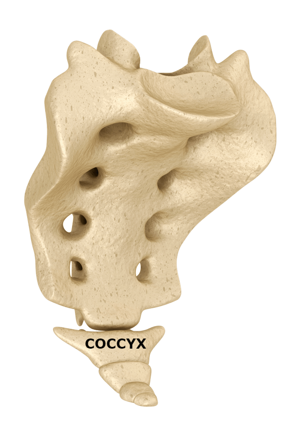 Coccyx labeled