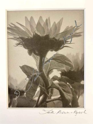 Sunflower female platinum