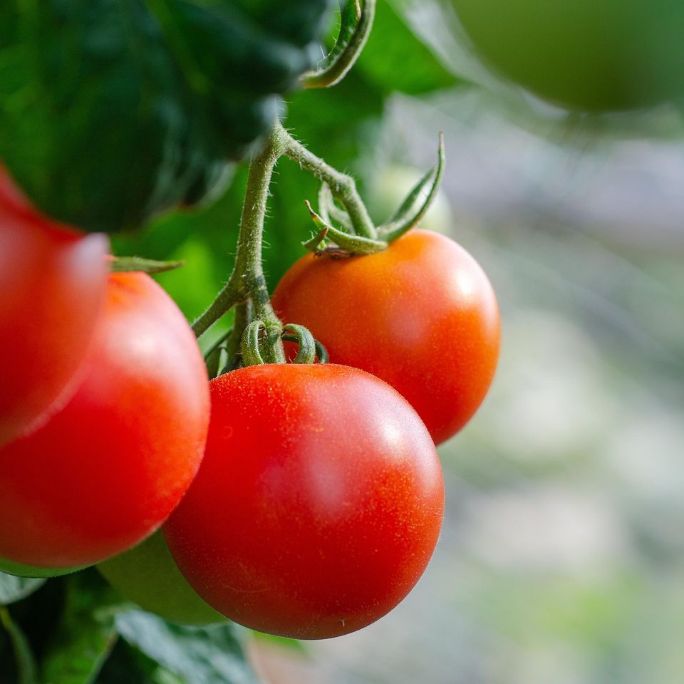Tomatoes g389f57b62 1920
