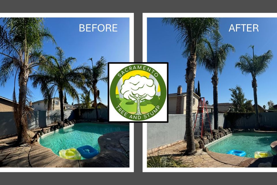 palm tree trimming sacramento