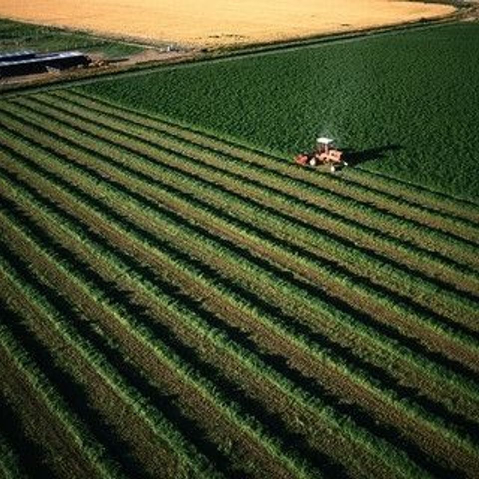 Alfalfa seeds and field - ECS Eastern Colorado Seed.