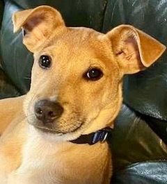 Save a dog adoption event