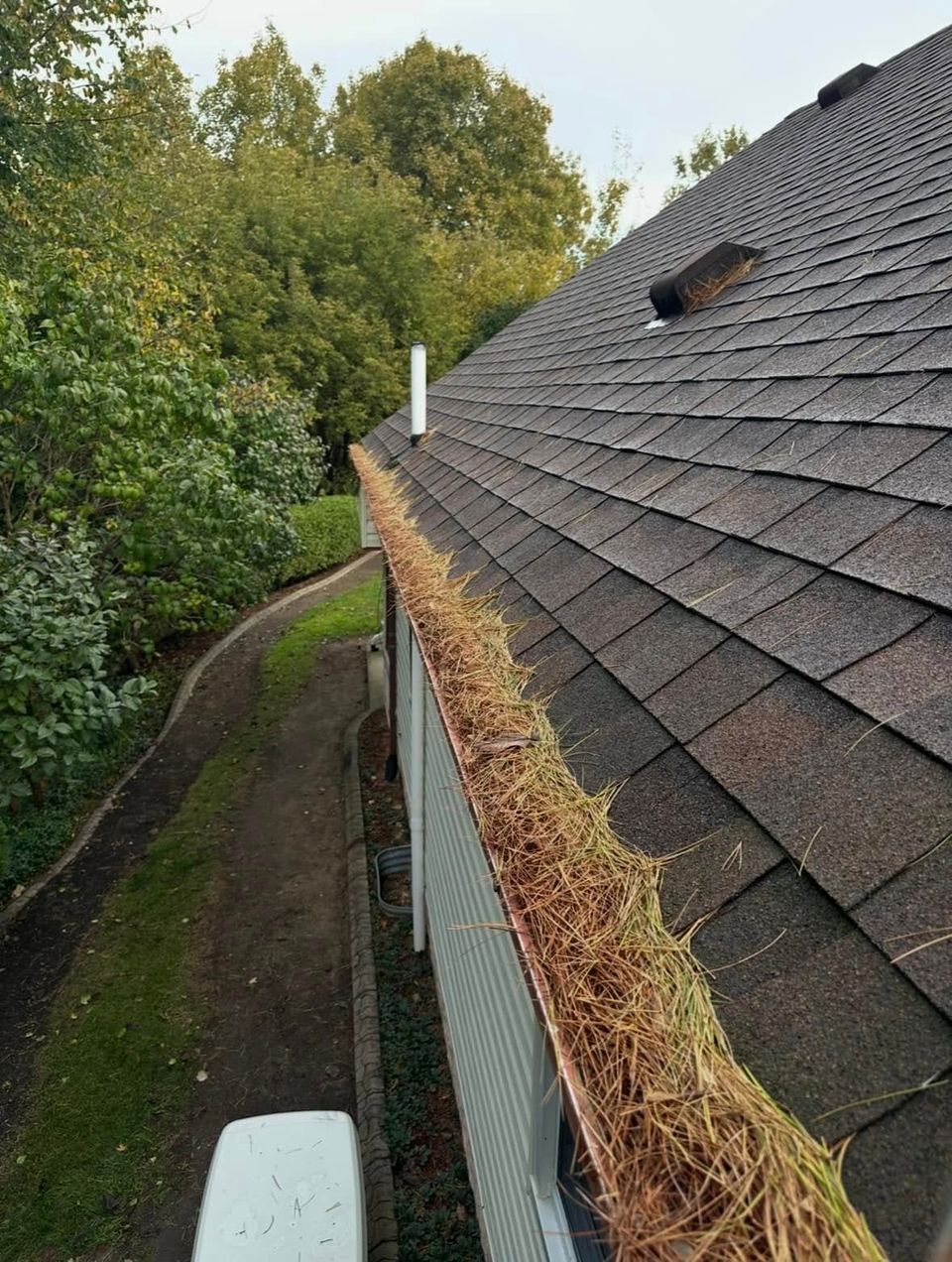 Gutter packed with pine needles and debris before a gutter cleaning on a Tillsonburg Ontario home