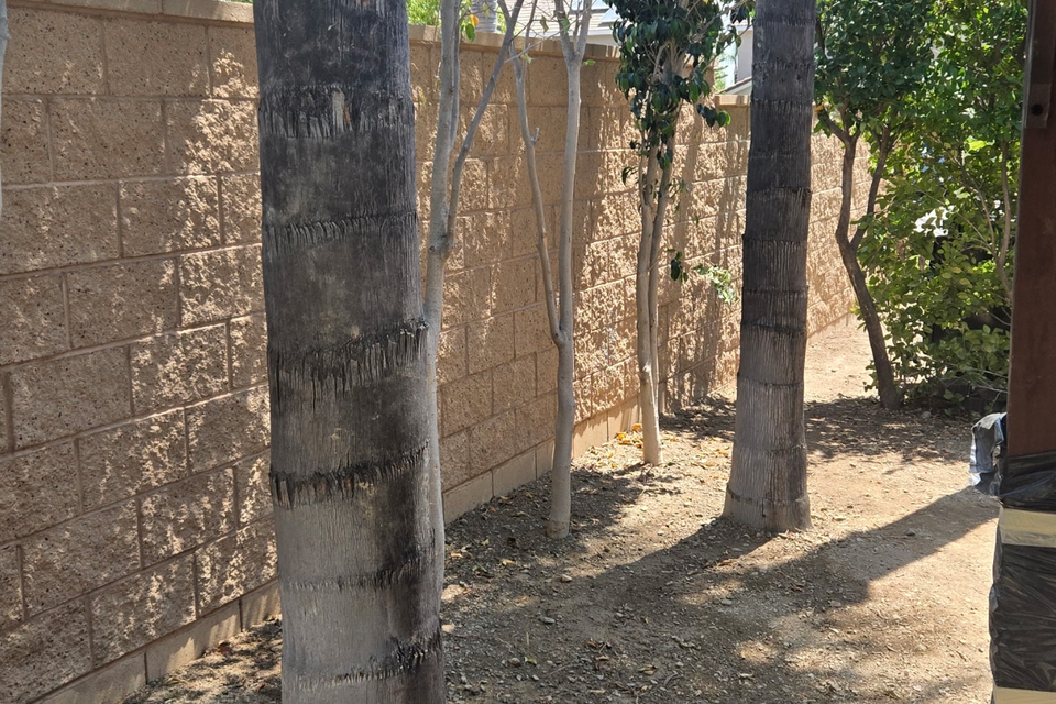 102 palm tree 