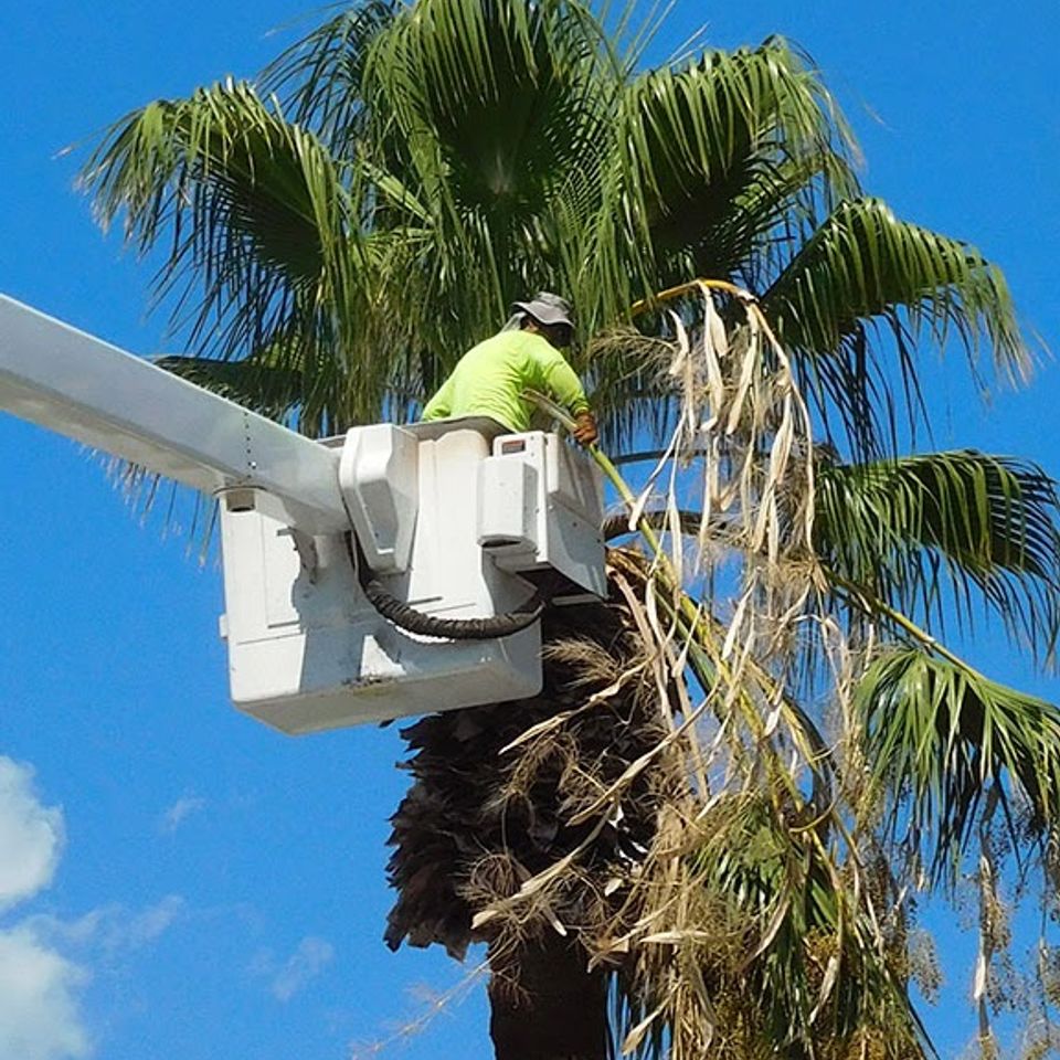 Tampa palm trimming oaks tree service