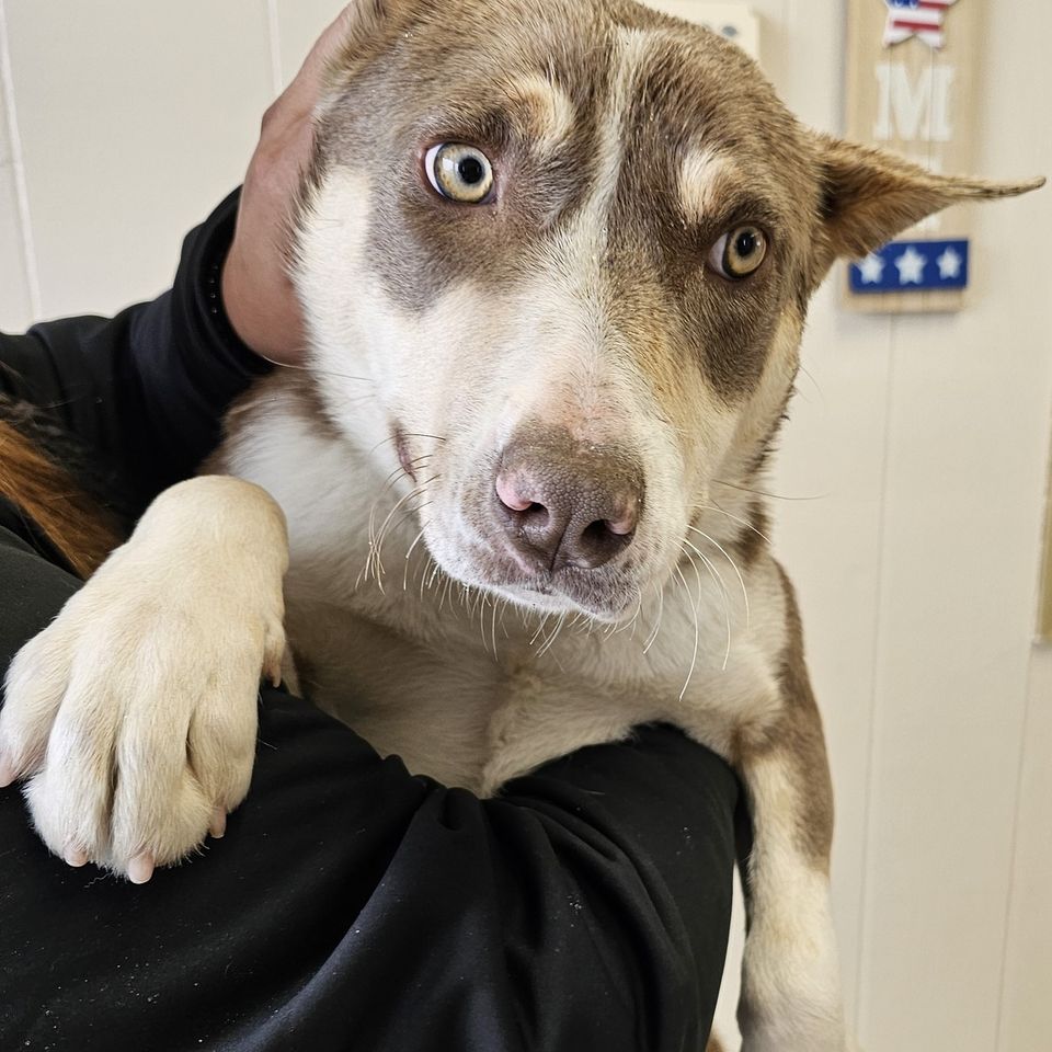 Princess young husky mix