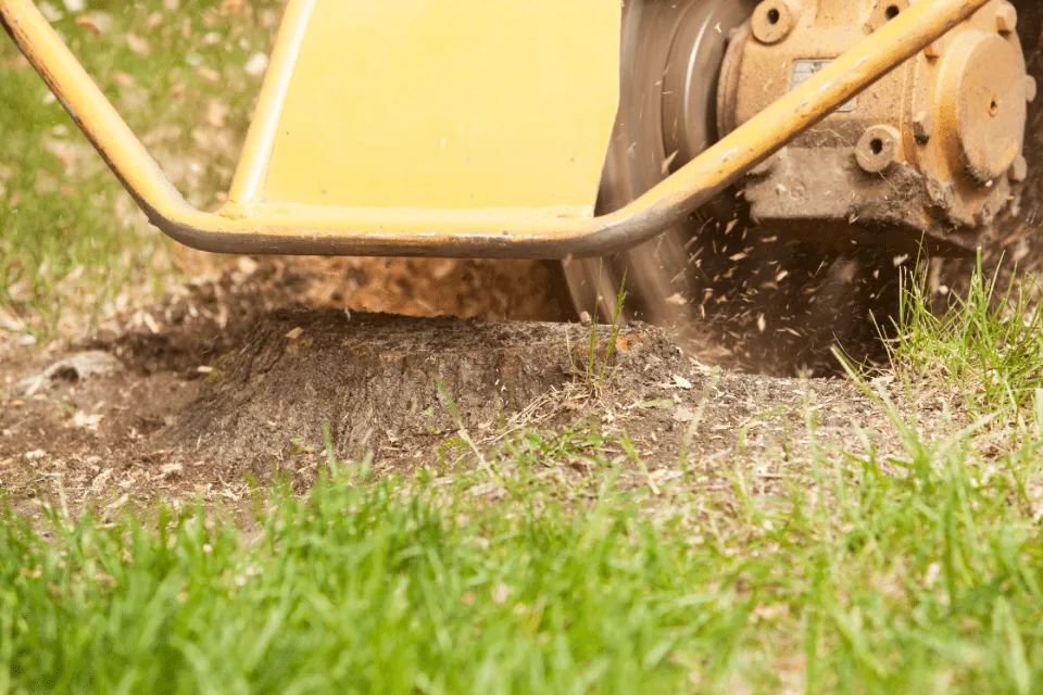 Stump grinding