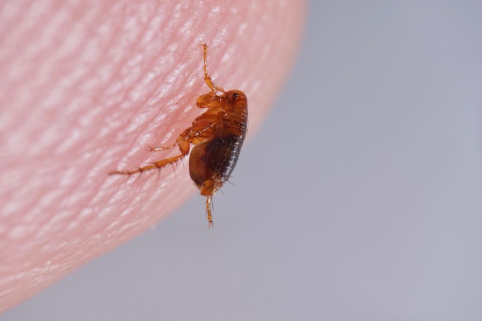 Flea call Lanser Pest Solutions