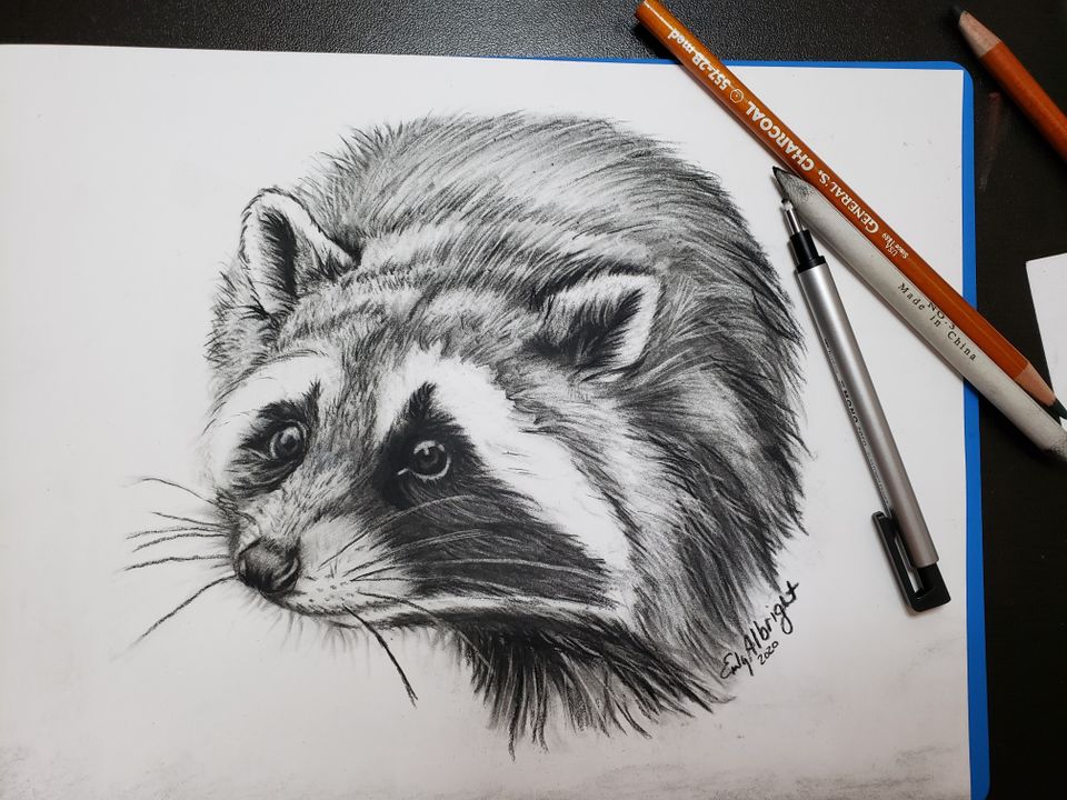 racoon realistic charcoal drawing by artist Emily Albright