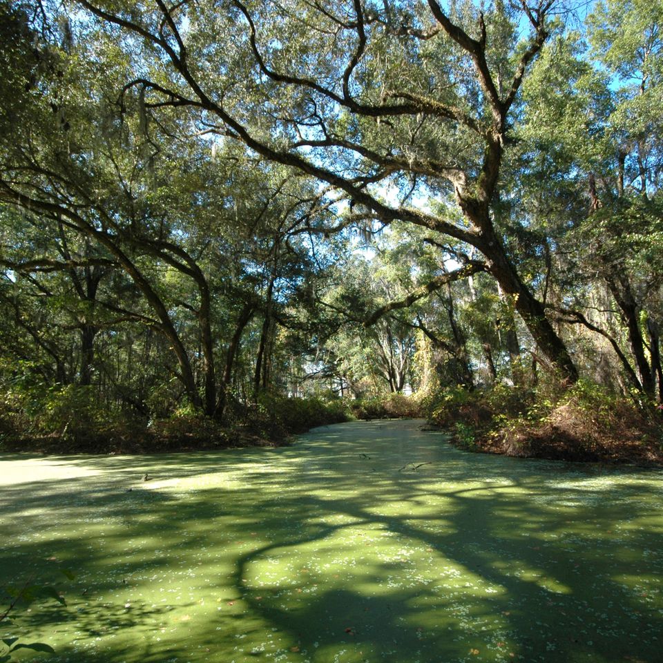 Kanapaha swamp rc