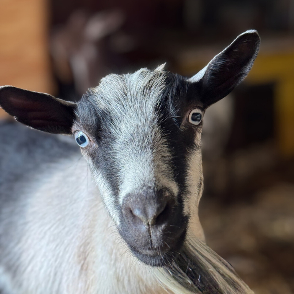 Another crazy eyes goofy closeup of sierra