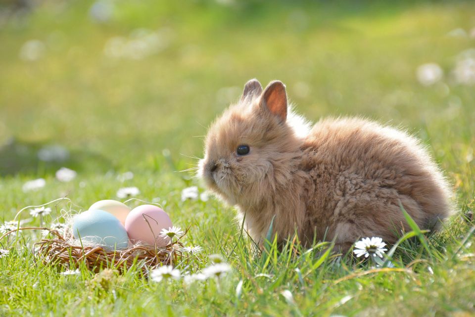 Easter g0f2e8de93 1920