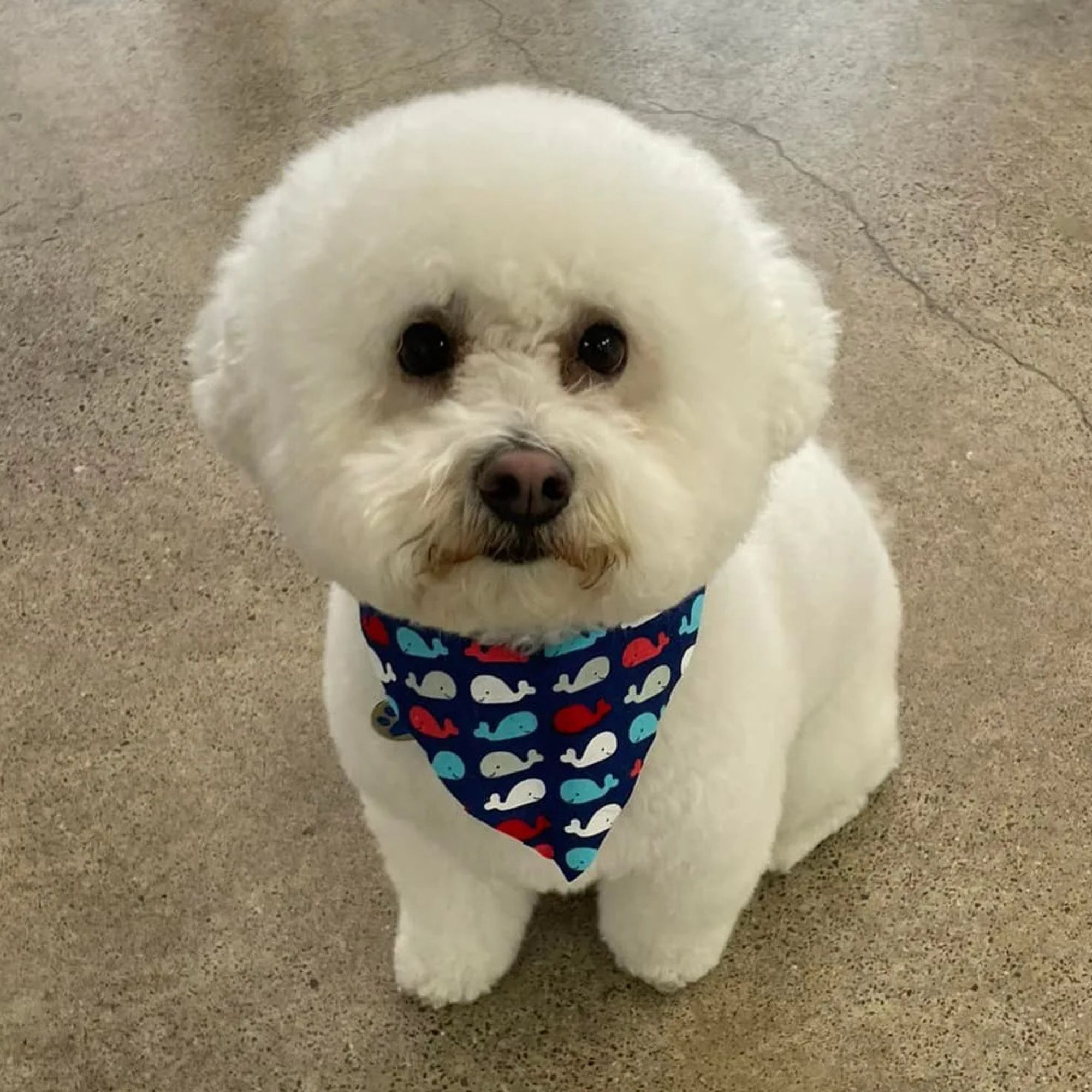 Above & Beyond Pet Grooming
