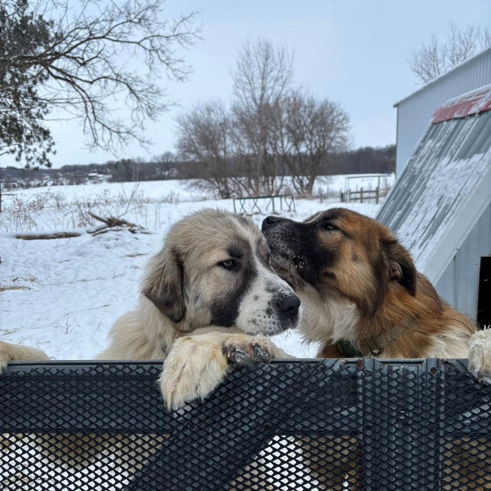 2 pups