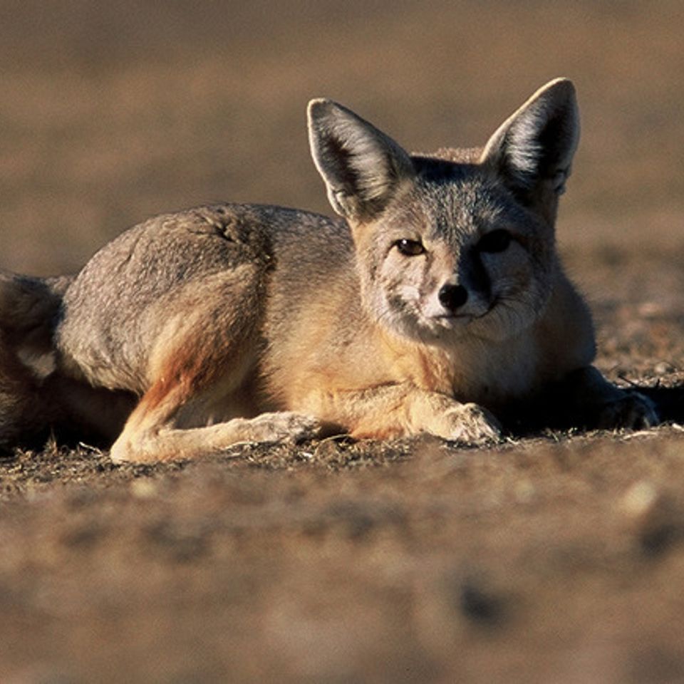 Kit foxes120140408 16843 1ri4zfg