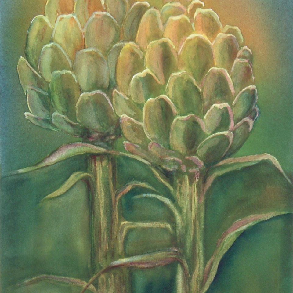 Sunlit artichokes