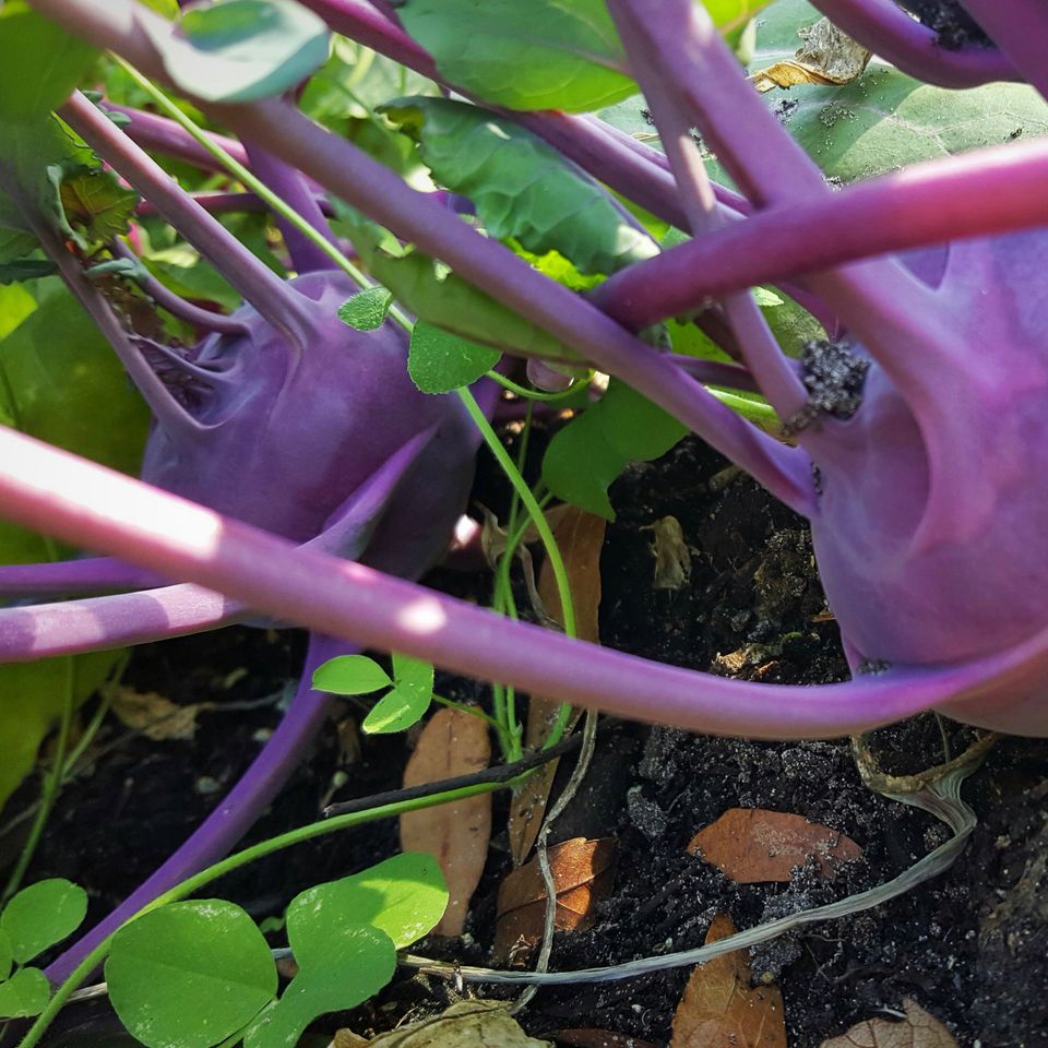 Kohlrabi