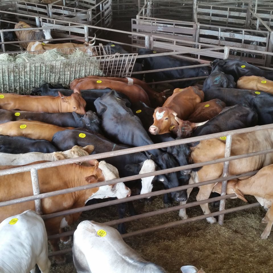Cattle20170628 18803 5txzqo