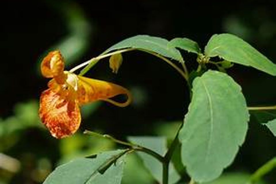 Jewel weed