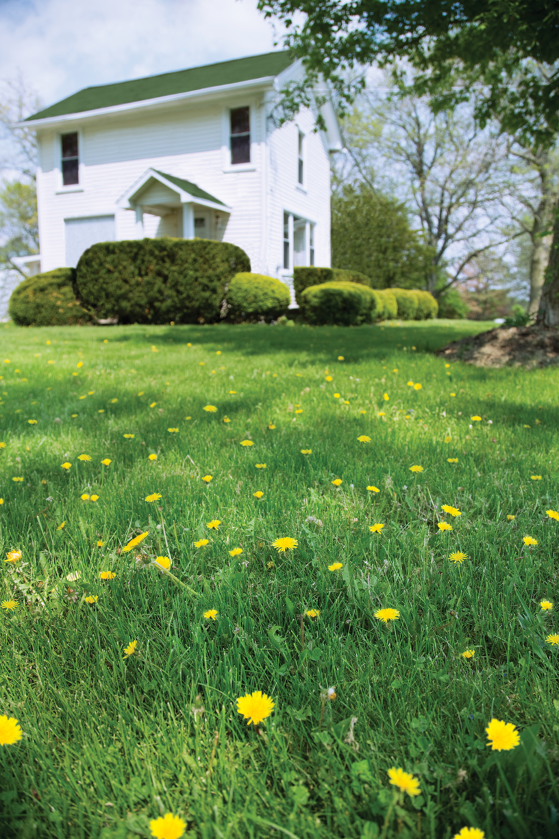 Dandelions20150918 26167 qclnum