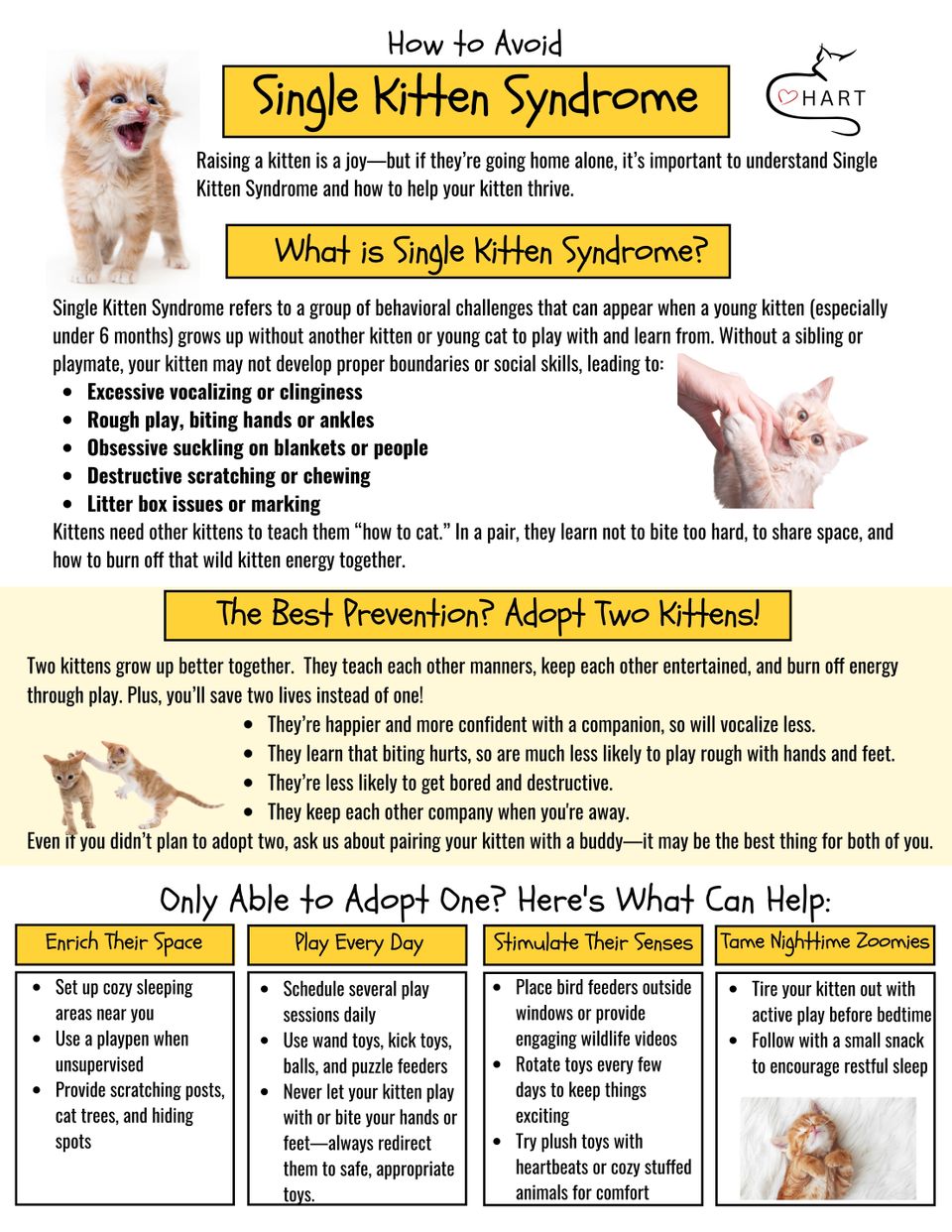 Single kitten syndrome flyer (1)