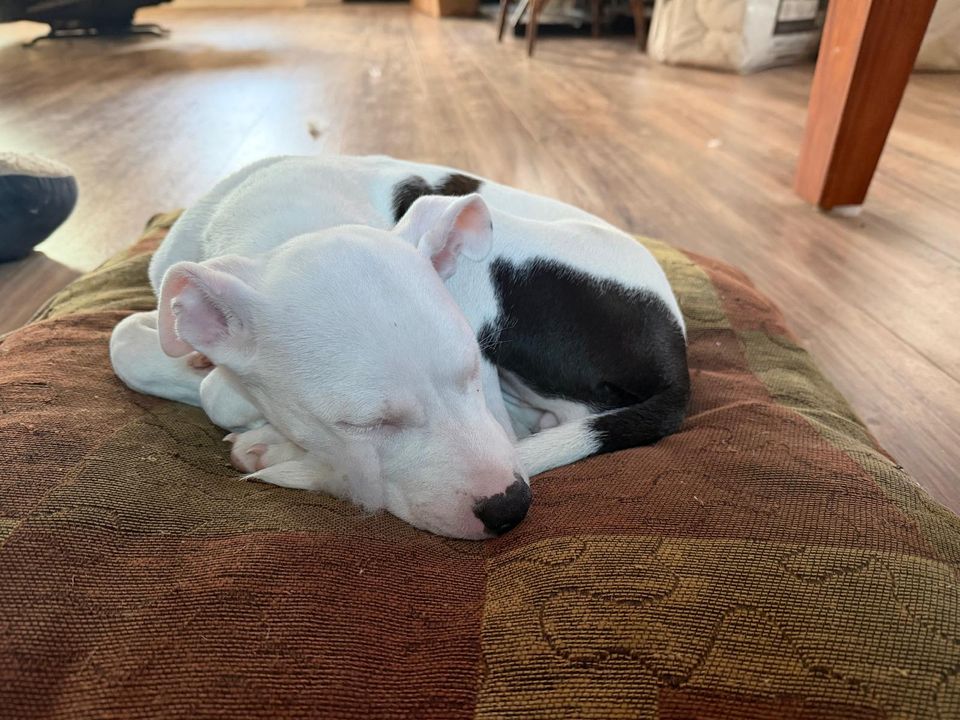 Whatsapp image 2026 03 11 at 12.15.43 pm