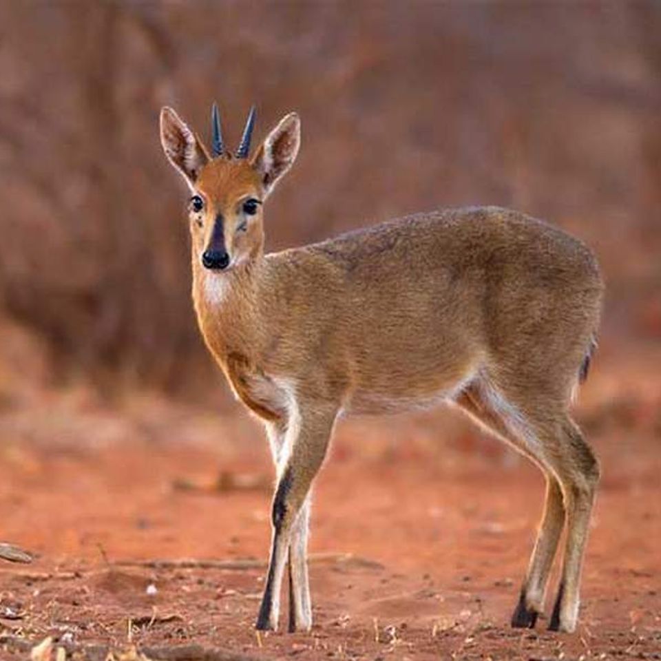 Common gray duiker 2