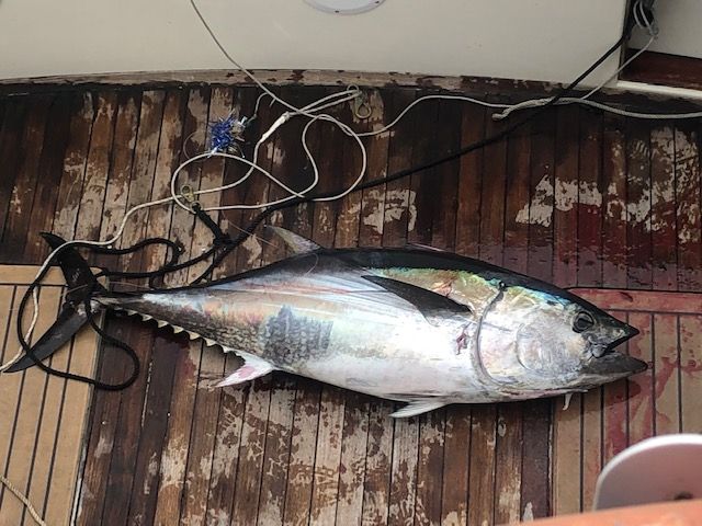 Huge tuna caught and on deck