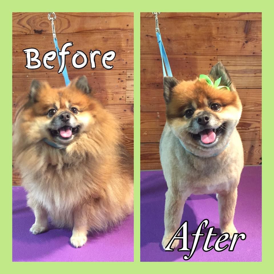 Before and after bathing and grooming photo of small dog
