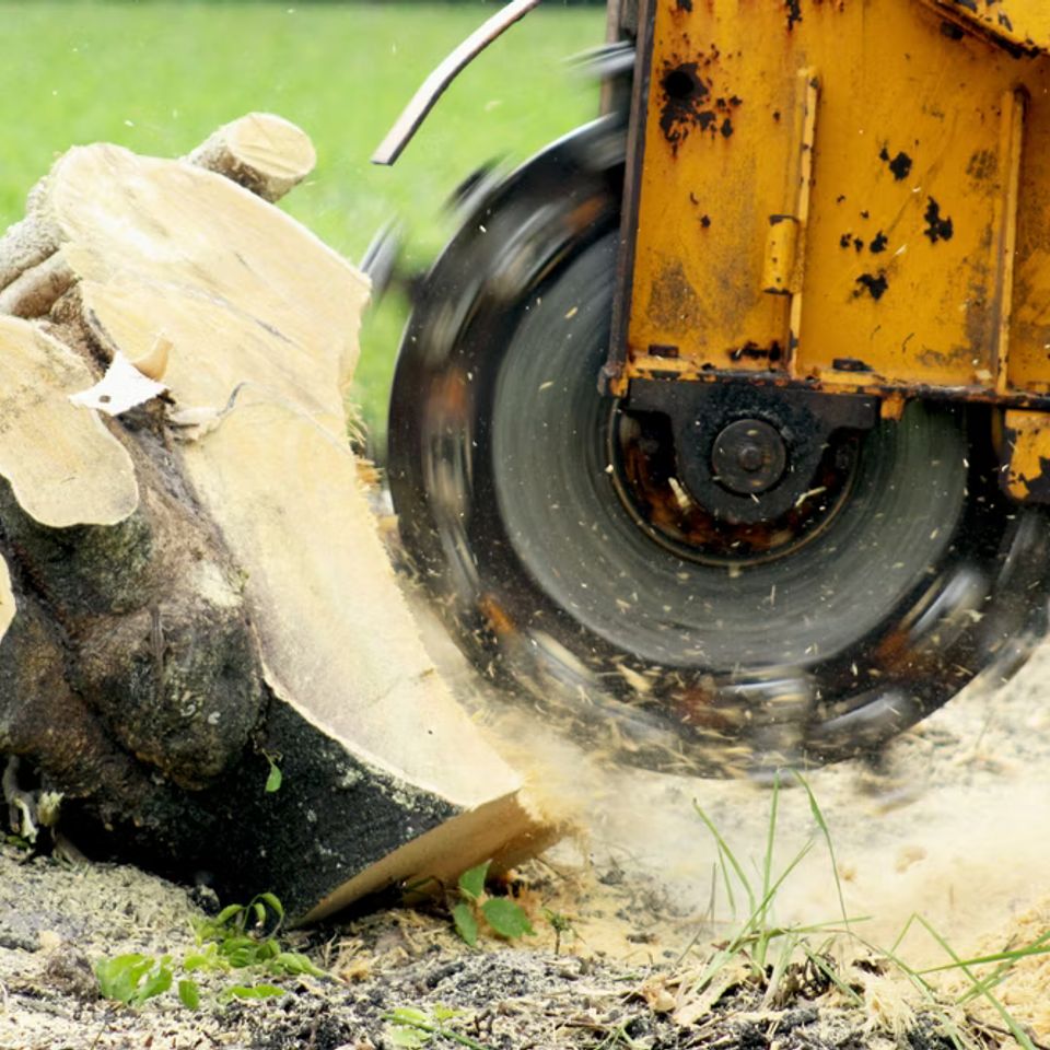 Tlc.tree stump grinding